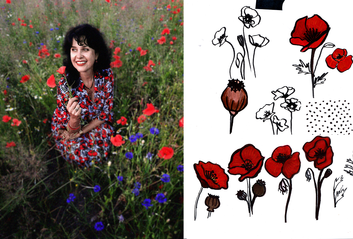 polne kwiaty MAKI szkice botaniczny wzór NAWROTANKA